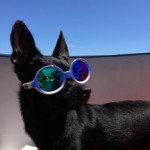 D-Style brand occhiali Ottica Auriemma cane