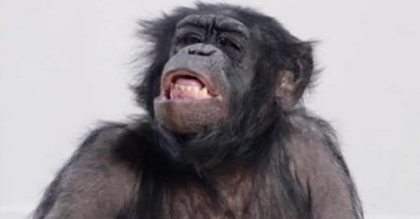 Tibi scimmia l'Isola dei Famosi 2017 cast anticipazioni tv