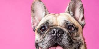 Chiara Ferragni ci svela come sta il suo cane, Matilda. Prima seduta fatta! matilda, Chiara Ferragni,